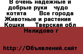 В очень надежные и добрые руки - чудо - котята!!! - Все города Животные и растения » Кошки   . Тверская обл.,Нелидово г.